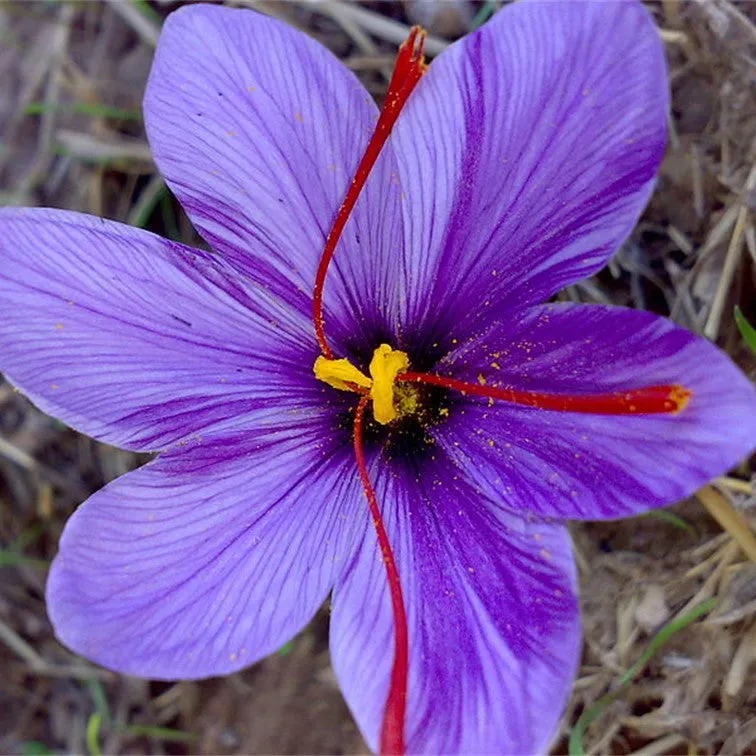 Saffron 1 Gram Box, Sun Brand of Spain